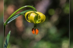 Lilium-pyrenaicum.3