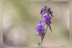 Linaria-verticillata-subsp.-lilacina