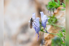 Linaria-verticillata