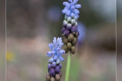 Muscari-cazorlanum