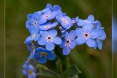 Myosotis-alpestris.1