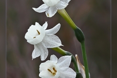 Narcissus-dubius