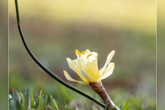 Narcissus-hedraeanthus