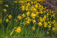 Narcissus-longispathus.1
