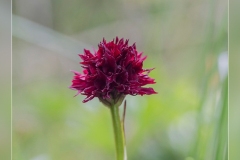 Nigritella-nigra