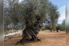 Olivo-de-las-Cuatro-patas-Canet.1