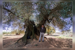 Olivo.-Canet-.Castellon.1