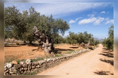 Olivo.-Canet.-Castellon.4