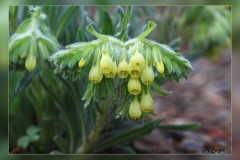 Onosma-tricerosperma