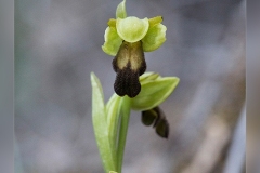Ophrys-fusca.1