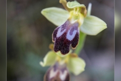 Ophrys-fusca.2