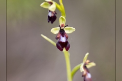Ophrys-insectifera