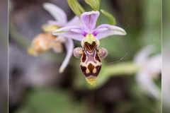 Ophrys-scolopax.2