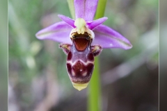 Ophrys-scolopax.3