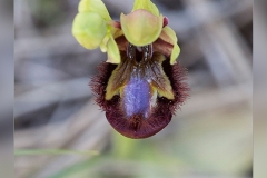 Ophrys-speculum.1