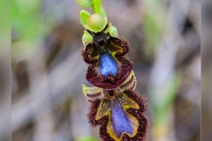 Ophrys-speculum.2