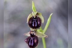 Ophrys-sphegodes.1