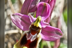 Ophrys-tenthredinifera.2
