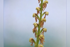Orchis-anthropophorum