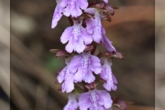 Orchis-cazorlensis