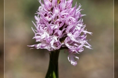 Orchis-italica.1