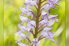 Orchis-militaris
