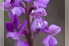 Orchis-morio