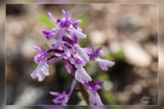 Orchis-olbiensis