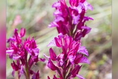Orchis-papilonacea