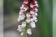 Orchis-ustulata