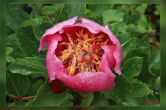 Paeonia-broteri.1