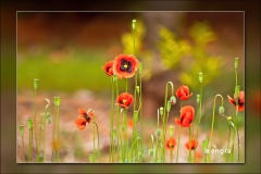 Papaver.1