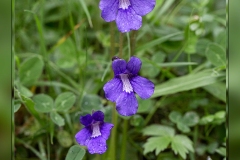 Pinguicola-grandiflora