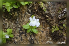 Pinguicola-vallisneriifolia