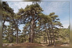 Pino-laricio-Puerto-LLano