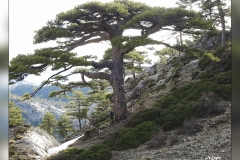 Pinus-nigra-subsp.salzmannii