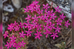 Pistorinia-hispanica