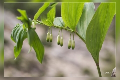 Polygonatum-odoratum