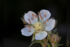 Potentilla-alchimilloides