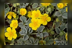Potentilla-cinerea