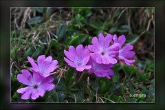 Primula-integriflora