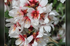 Prunus-dulcis