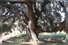 Quercus-ilex.2-Culla.Castellon