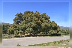 Quercus-ilex.Culla_