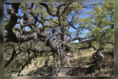 Quercus-petraea.-Ares