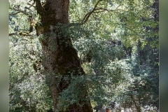 Roble-622mts-Valdetrillos