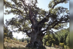 Roble-Mas-dels-Pobres