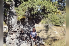 Roble-de-Las-Verrugas.Ares_