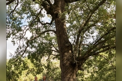 Roble-de-Los-Currubines