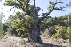 Roble-de-las-Verrugas.Ares_.1